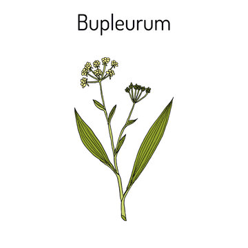 Bupleurum sinensis, medicinal plant