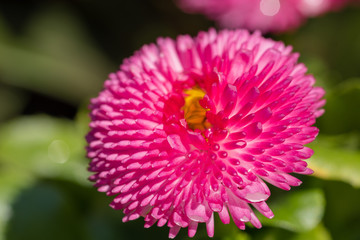 Obraz premium pink daisy