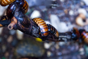 Close-up of four red-brown large Madagascar cockroaches  or Gromphadorhina  sit on a wooden shelf
