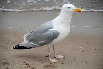 Fototapeta na wymiar Seagull at the Baltic Sea, Germany