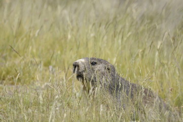 marmota escondida en la montaña