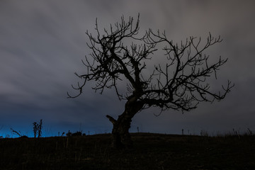 Arbol en la noche