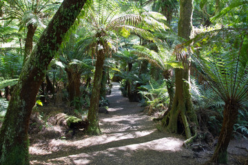 Australien, Great Ocean Road, Maites Rest Regenwald