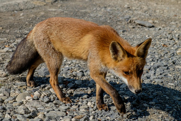 zorro  salvaje en parque natural
