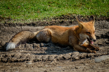 zorro  salvaje en parque natural