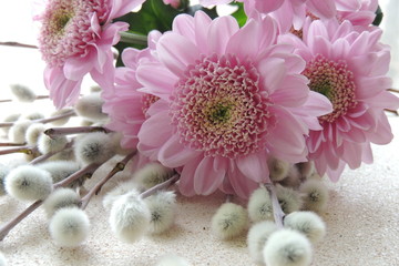 Розовые цветы и пушистая верба на белом фоне 