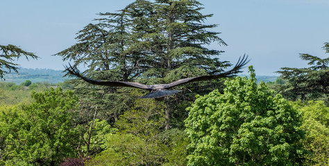 Obraz premium Buitre en vuelo por bosque