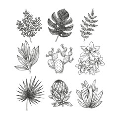Hand drawn plant and flower collection. Vintage engraved floral set. Mimosa, monstera, fern, cactus, echeveria, protea. Vector illustration