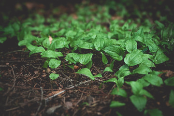 Fauna and flora in the forest. Green leafs growing with drops of rain on their surface.