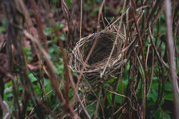 Small bird nest hidden in shrubbery