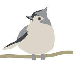 tit bird vector illustration flat style  front