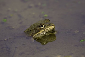 Moor frog