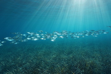 Fototapeta na wymiar A school of fish (Sarpa salpa) over a grassy seabed with natural sunlight underwater in the Mediterranean sea, Cote d'Azur, French riviera, Port-Cros, Var, France