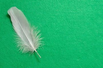 A grey feather on a green background