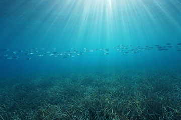 Fototapeta na wymiar Natural sunlight underwater with a school of fish and a grassy seabed in the Mediterranean sea, Cote d'Azur, French riviera, Port-Cros, Var, France