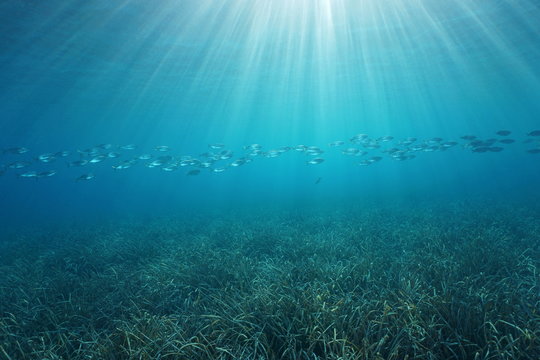 Natural sunlight underwater with a school of fish and a grassy seabed in the Mediterranean sea, Cote d'Azur, French riviera, Port-Cros, Var, France