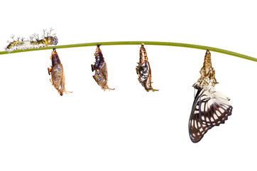 Fototapeta premium Isolated transformation from caterpillar , chrysalis of Black-veined sergeant butterfly ( Athyma ranga ) hanging on twig