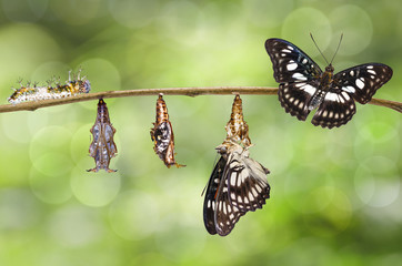 Transformation from caterpillar , chrysalis of Black-veined sergeant butterfly ( Athyma ranga ) hanging on twig