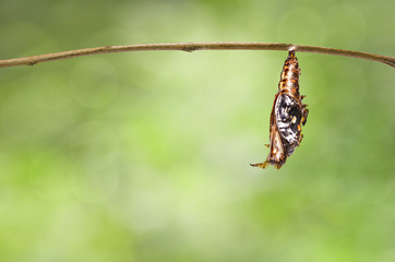 Mature chrysalis of Black-veined sergeant butterfly ( Athyma ranga ) hanging on twig