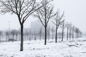 Winter snow landscape on a park with many trees in a row without leaves and silhouette branches