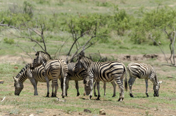 Fototapeta na wymiar Zèbre de Burchell, Equus quagga, Parc national du Pilanesberg, Afrique du Sud