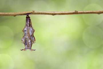 Fototapeta premium Chrysalis of Black-veined sergeant butterfly ( Athyma ranga ) hanging on twig