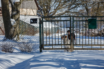 a sunny day in the winter, a road and a ditch full of snow, behind the gate there are two dogs looking at the side; The following are large oaks and a greenhouse.