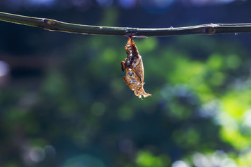 Naklejka premium Chrysalis of Black-veined sergeant butterfly ( Athyma ranga ) hanging on twig
