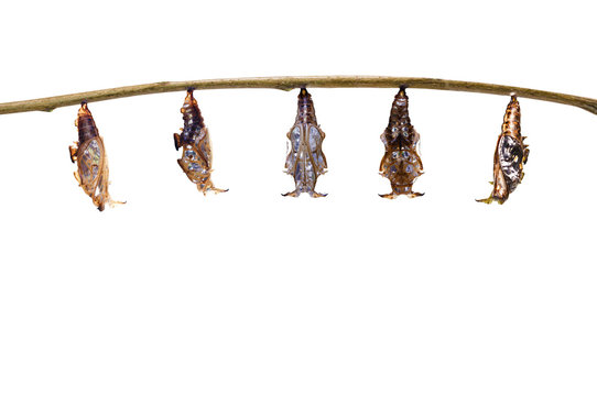 Isolated transformation of chrysalis Black-veined sergeant butterfly ( Athyma ranga ) hanging on twig