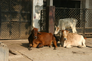 インドの野良牛