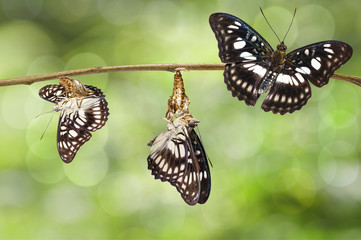 Obraz premium Transformation of black-veined sergeant butterfly ( Athyma ranga ) on twig