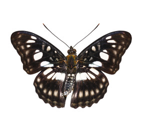 Isolated dorsal view of Black-veined sergeant butterfly ( Athyma ranga ) open wings on white background