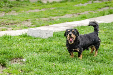 Portrait of a small black dog in the meadow 