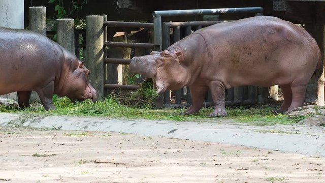 Hippopotamus or hippo eating green grass, threatening, and fighting over dark background