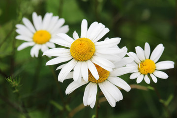 Fototapeta premium Daisy field in summer