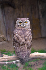 Single African Spotted eagle-owl, Bubo africanus, in a zoological garden