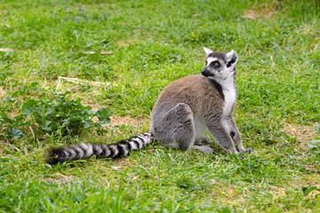 Naklejka na ściany i meble Single Ring-tailed lemur, Lemur catta, in a zoological garden