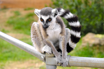 Single Ring-tailed lemur, Lemur catta, in a zoological garden