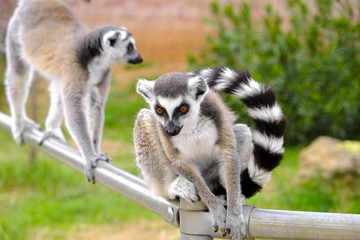 Pair of Ring-tailed lemur animals, Lemur catta, in a zoological garden