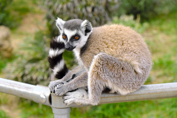 Single Ring-tailed lemur, Lemur catta, in a zoological garden