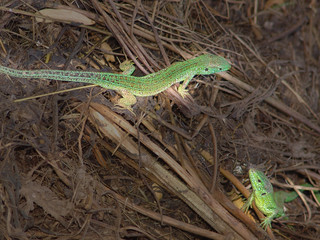 lizard, green, animal, reptile, nature, skin, small, wildlife, plated, wild, macro,reptiles, gerrhosaurus, eye, scale, background, tail, looking, outdoors, body, rock, exotic,  vertebrate, giant, beau