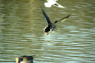 Ente am Seeufer