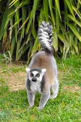 Single Ring-tailed lemur, Lemur catta, in a zoological garden