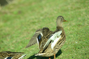 Ente am Seeufer