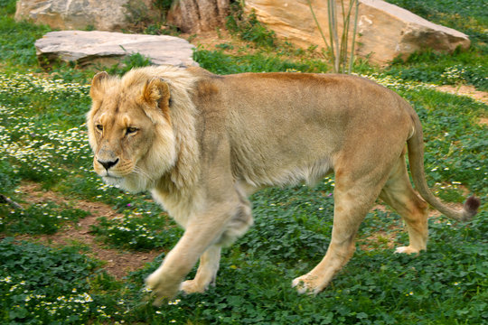 Single male Angola Lion, Panthera leo bleyenberghi, in a zoological garden