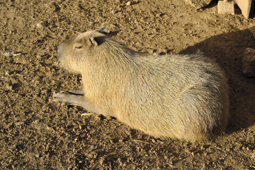 Single Capybara, known also as Chiguire or Carpincho, Hydrochoerus hydrochaeris, in a zoological garden