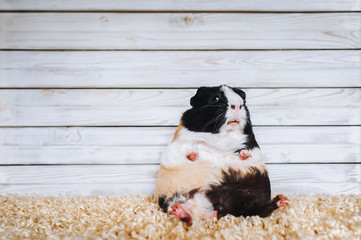 A funny guinea pig sits on a carpet on a wooden background and looks at the viewer in amazement....
