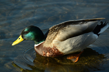 Ente am Wasser und am Seeufer