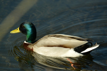 Ente am Seeufer