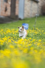 dog running in dandelion grass field. dog run
